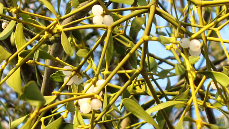 Misteln: Gefahr für Bäume? Ein umfassender Ratgeber für Hobbygärtner und Naturfreunde