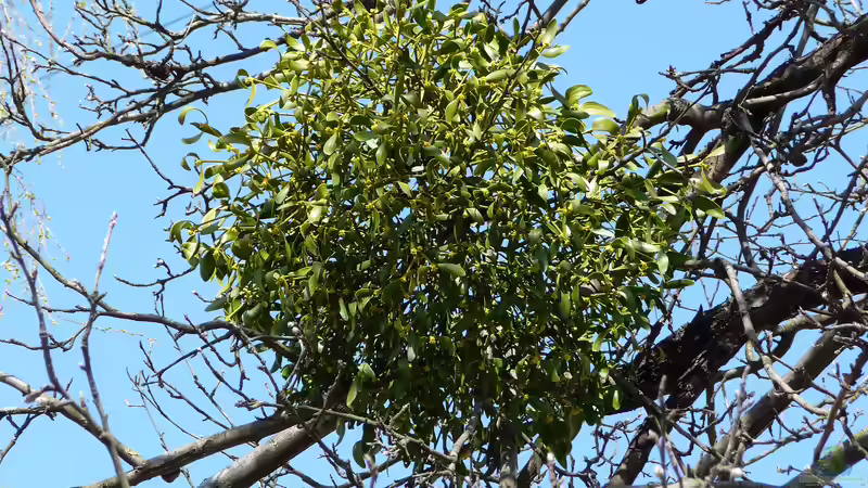 Misteln: Gefahr für Bäume? Ein umfassender Ratgeber für Hobbygärtner und Naturfreunde