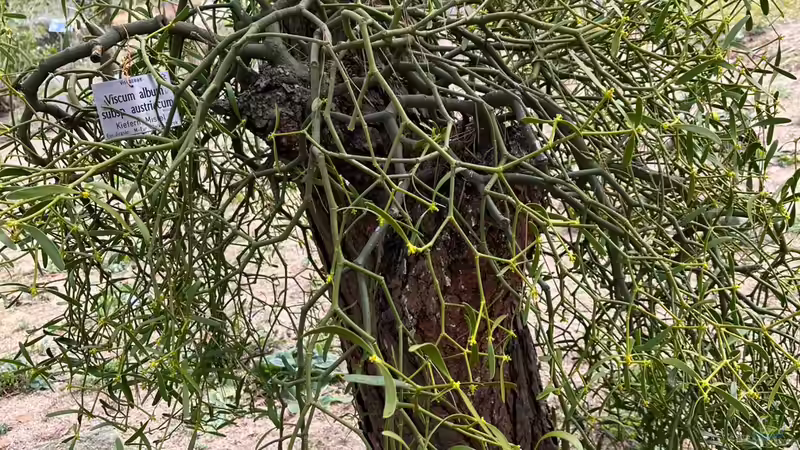 Misteln richtig entfernen: Das Haustorium