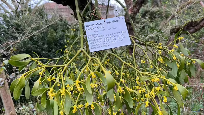 Misteln richtig entfernen: Das Haustorium