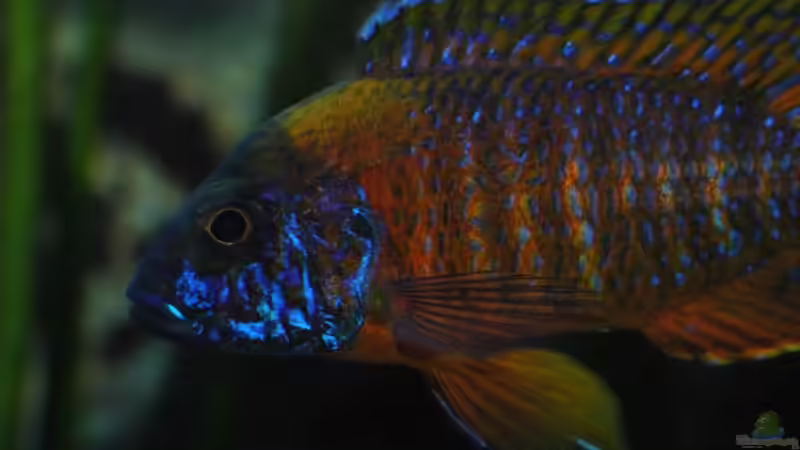 MIster ich heiße Red Rubin, bin  aber mehr ein Orange Rubin . von Dommsel (41)