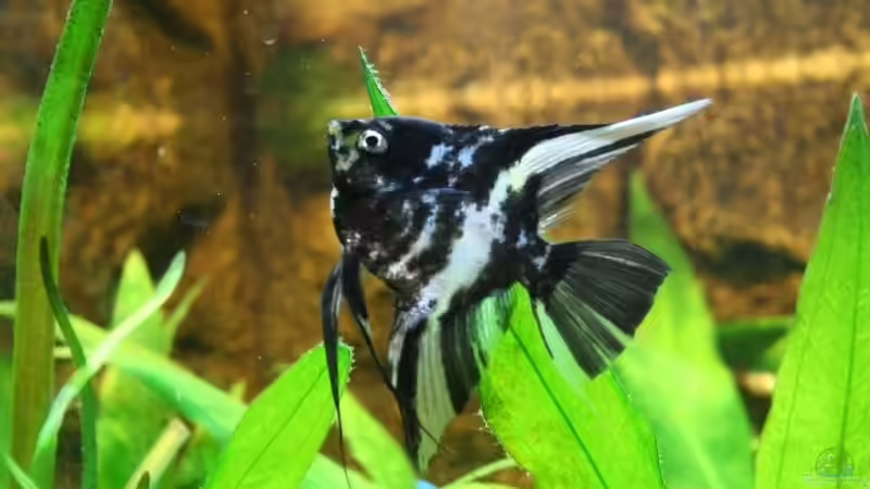 Mister Platzhirsch von Markus K. (15)