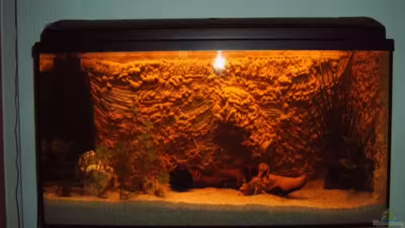 mit 2 Antennenwelsen besetzt von Spatz (1)