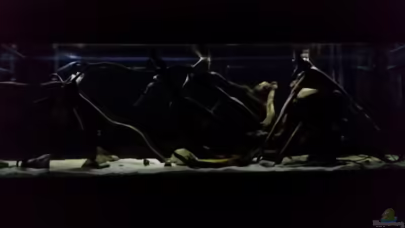 mit 25% Beleuchtung von Bernd N. (7)