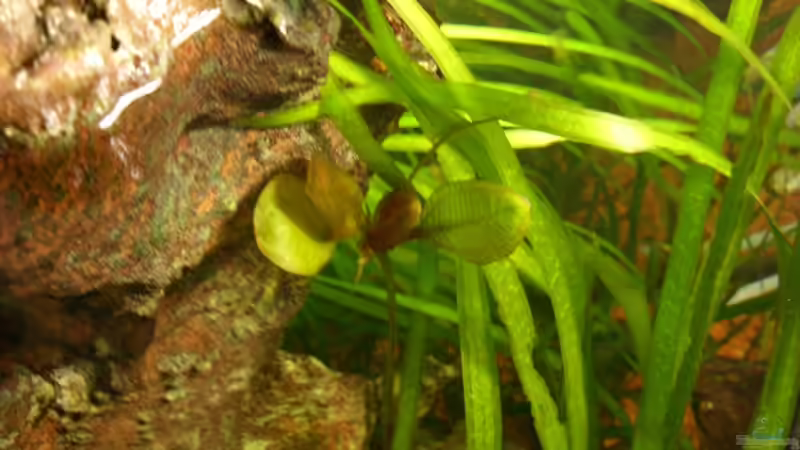 mit Adaptivpflanze von Oliver Boden (13)