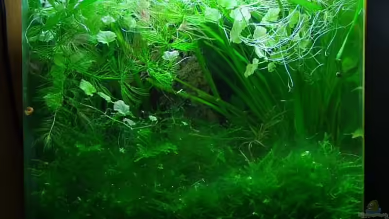 Mit Algen. Naja, Dschungel eben :-) Und ja, es ist Absicht, dass der Wasserspiegel so weit unten ist. Die Frösche sind durchaus Meister im ausbüchsen. von Denise83 (4)