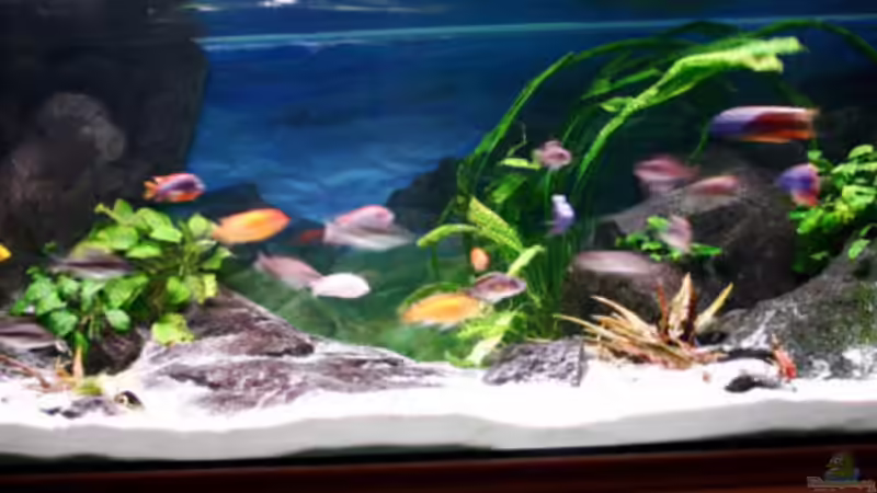 mit altem Besatz von Pütti (3)