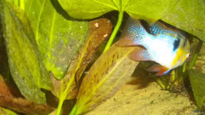 Mit Babys von Cliff Lehmann (27)