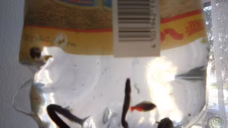 Mit Beifang???  von odin 68 (120)