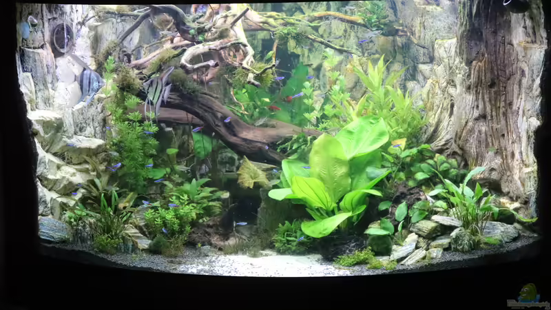 mit Besatz 12.10.2021 von Aquarienlandschaften (1)