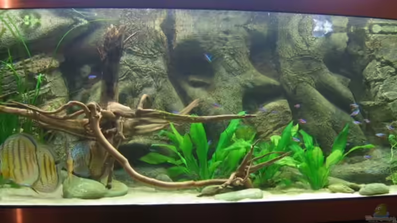 Mit Besatz von Hubert Demonty (8)