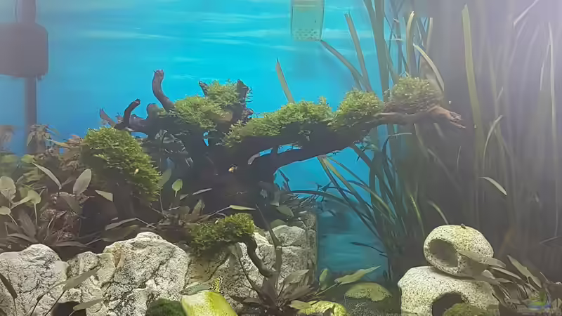 Mit Besatz von Neon (4)