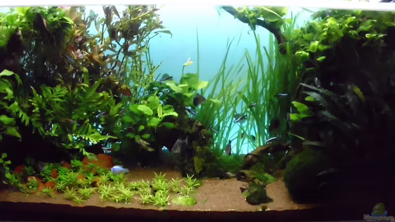 Mit blauem Hintergrund von Guppy62 (5)