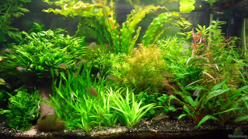 mit Blick auf den Aponogeton crispus von Bungi (9)