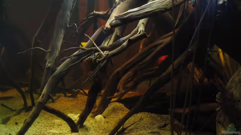 Mit Blitz; Blick von rechts, hier kann man sich besonders gut sehen, dass ich versucht von Alex S (15)