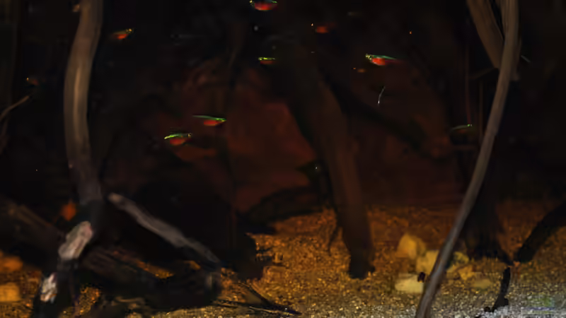 Mit Blitz: Neons, adolfi und sturi auf einem Bild (So sieht die Startposition der Fische vor der Fütterung aus :) von Alex S (33)