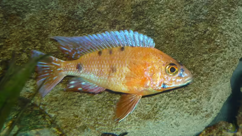 mit Blitz fotografiert von Chris_R. (26)