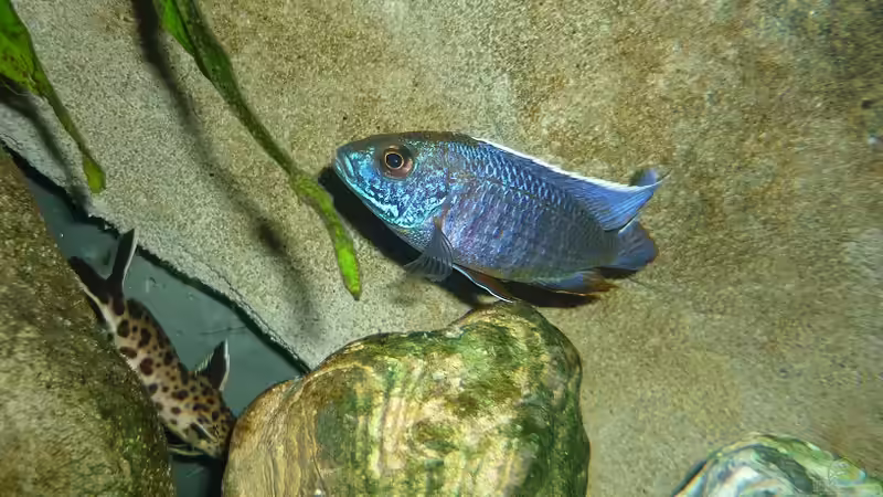 mit Blitz fotografiert von Chris_R. (27)