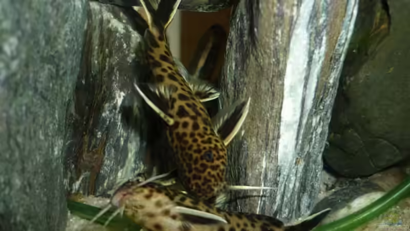 mit Blitz fotografiert von Chris_R. (28)