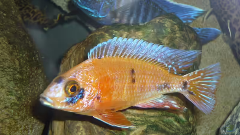 mit Blitz fotografiert von Chris_R. (29)