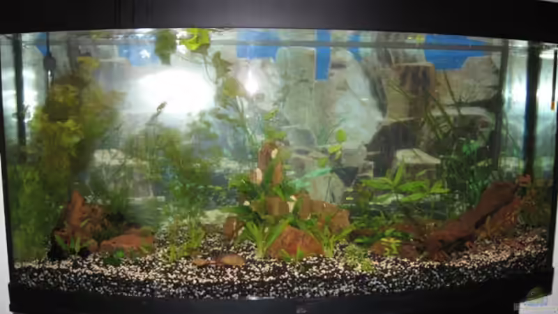 Mit Blitz fotografiert! von DanBri (2)