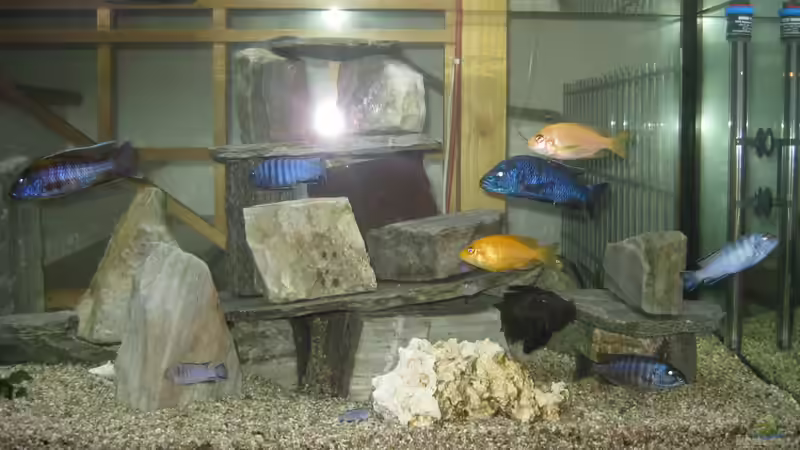 mit Blitz fotografiert von Friedrich (4)