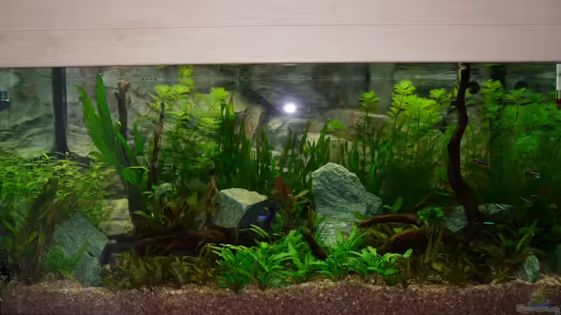 mit Blitz fotografiert von Zewana (6)