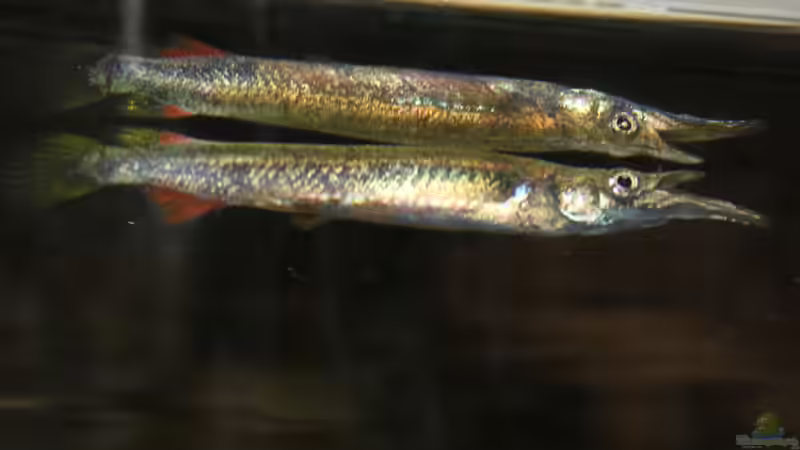 mit Blitzlicht von Falk (12)