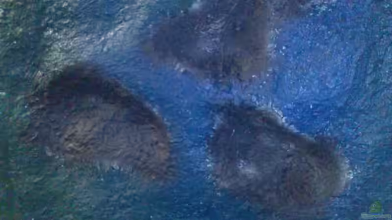 mit Bodenplattenzement bearbeitet von Renè Rupf (20)