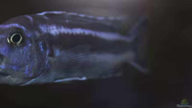 mit Brut von Cruiser Bruno (16)