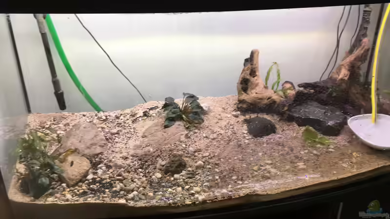 Mit Deko und Pflanzen zur Probe von LaTun (3)