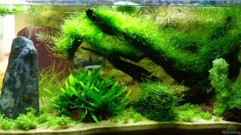 Mit dem neuen Stein! Hemianthus zerflückt. Eleocharis stark gewachsen! von Tim (4)