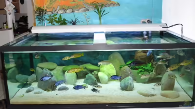 mit der neuen Rückwand von Renè Rupf (8)