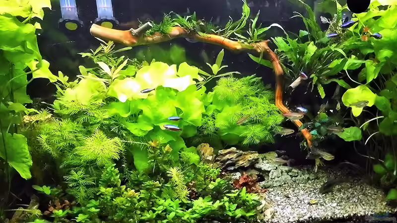 Mit der neuen Wurzel an der Rückseite. Stand - 19.6  von odin 68 (107)