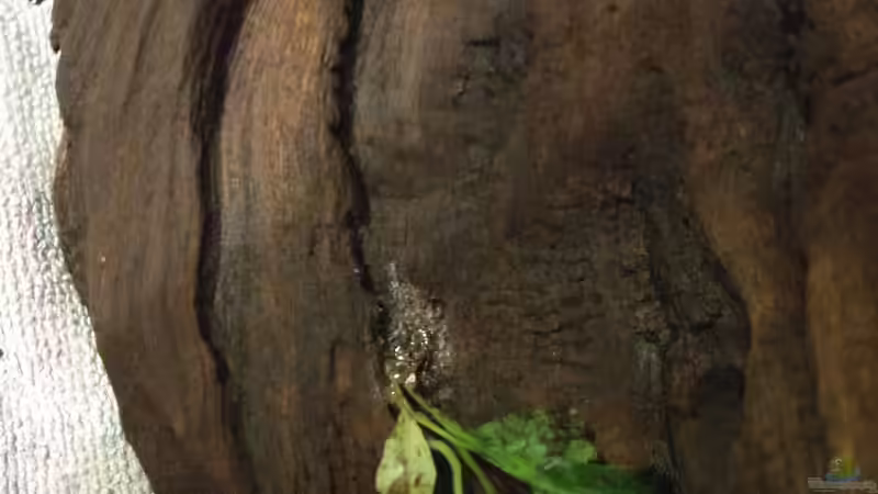 mit der Zeit wird der größer und der Bewuchs dichter von Tiburón (21)