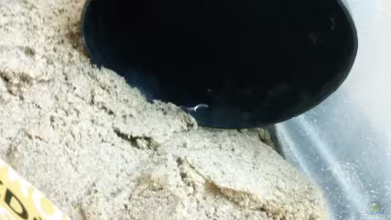 Mit einer Gummimuschi (so nennt man den Gummitopf da wohl in Maurerkreisen) habe ich den Sand in das Becken eingefüllt. Durch die flexibilität kommt man auch in schmale ´Schluchten´ mit viel Material. Hat sich als wirklich pracktisch erwiesen das schwarze Ding. von Beulenkopftyp (21)