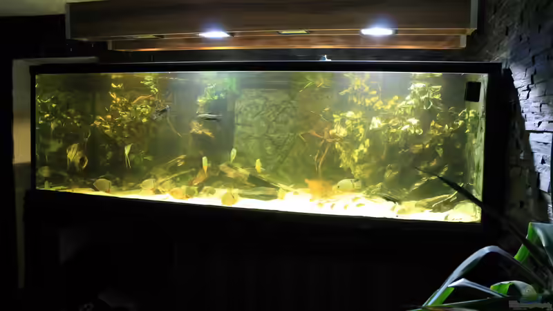 mit Erlenäste von T-Aquatics (14)