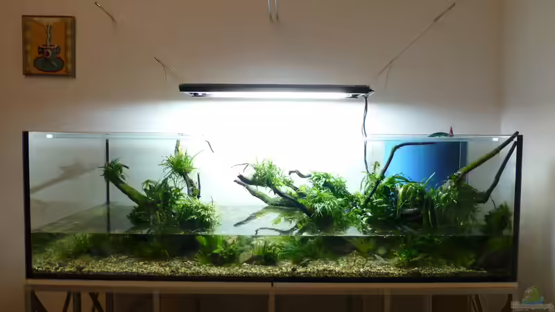 Mit etwas mehr Wasser lassen sich die Stengelpflanzen leichter setzen. von Torsten Franke (8)