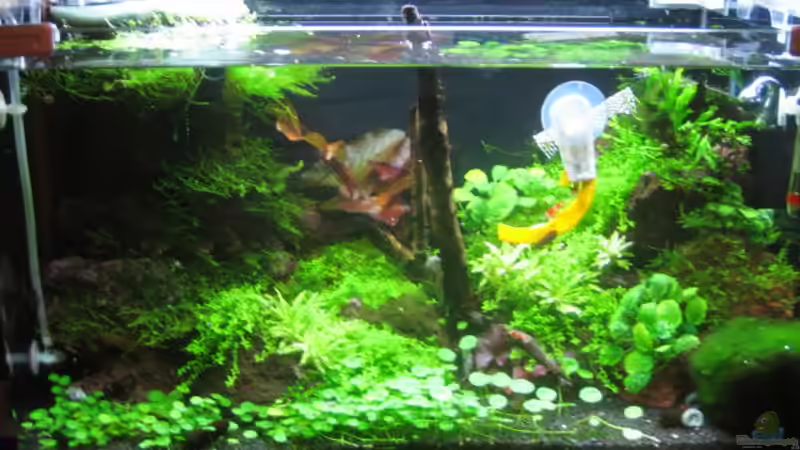 mit geänderter HMF-Seite Febr. 09 von Marion Kulsch (5)