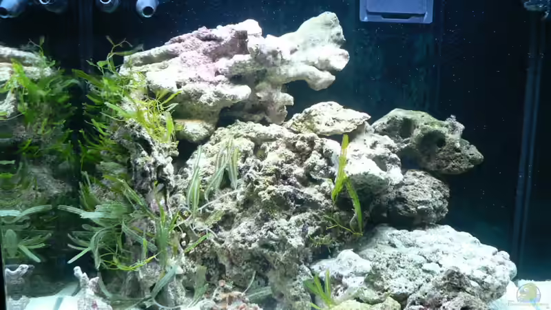 Mit großem Endstein am Riff, die kleinen liegen davor. von Zapfenmanderl (9)