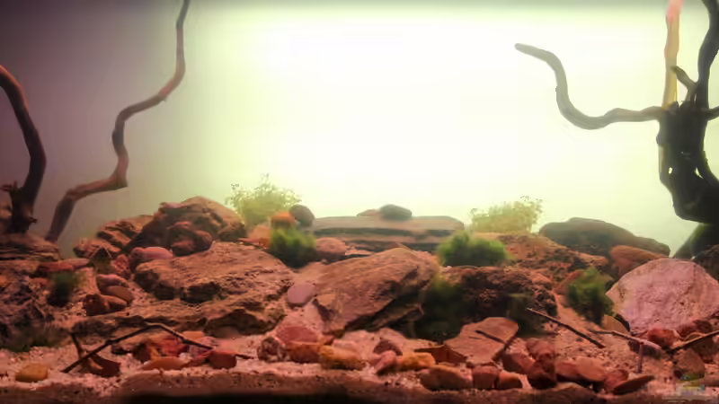 mit hellem Hintergrund von Falk (10)