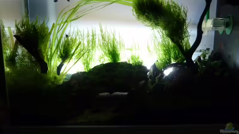 Mit Hintergrundbeleuchtung von Martin W. (2)