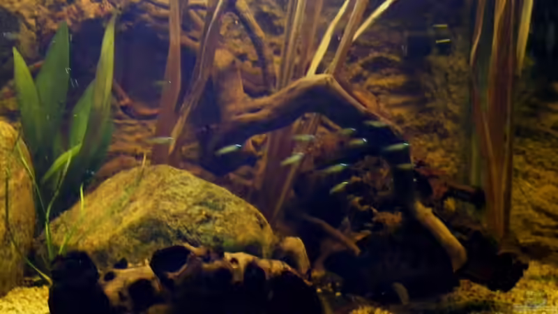 mit Lampenputzergras von Falk (47)