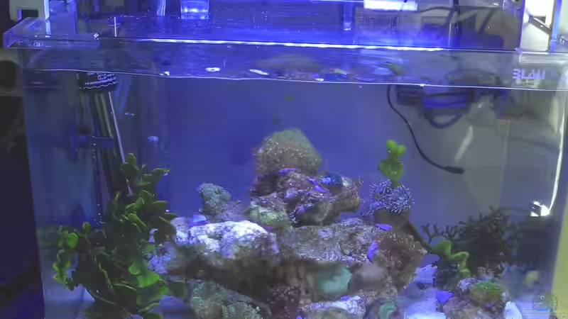 Mit LS neu eingerichtet von Kulleraugen-Fan (1)