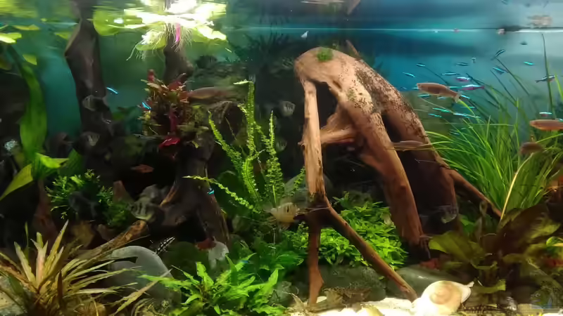 mit Mangrove Mitte  von Grünhexe (76)