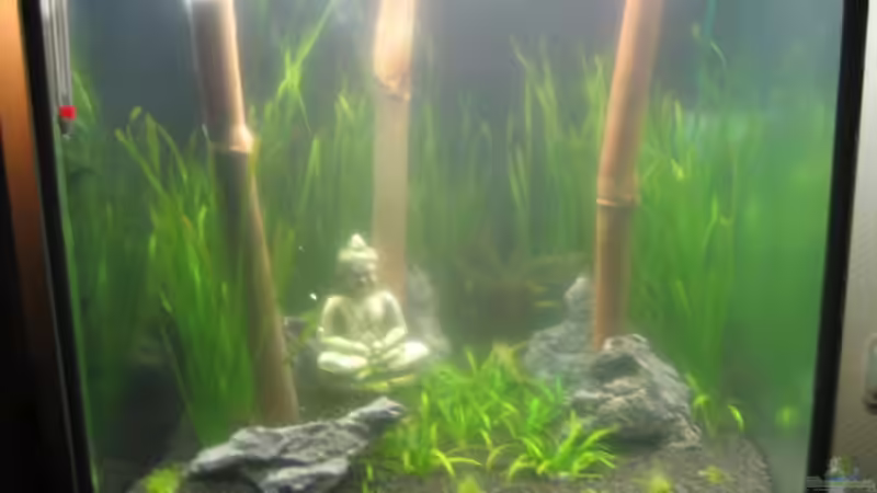 mit Mega Bakterienblüte kurz nach dem Einrichten, März 09 von Marion Kulsch (2)