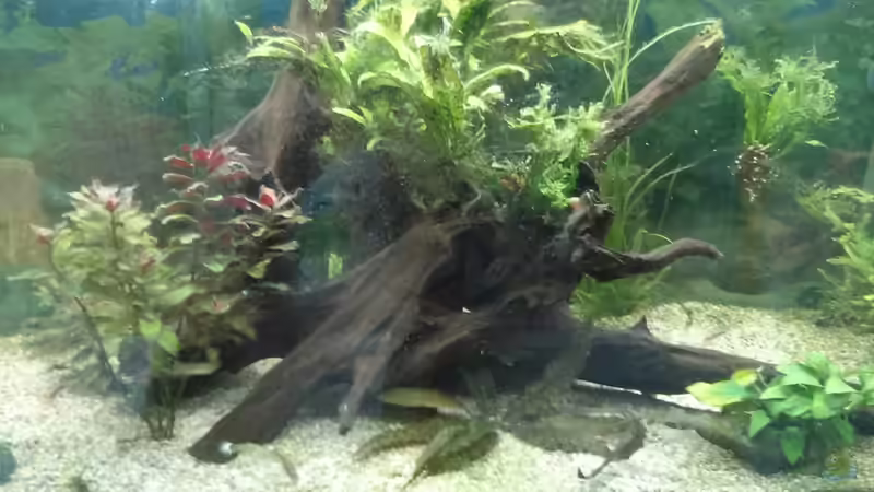 Mit mehr Pflanzen, aber auch Algen von Timo Aqua (2)