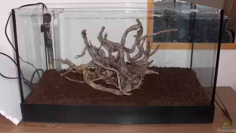 Mit meiner tollen Wurzel von Zebraschneggla (6)