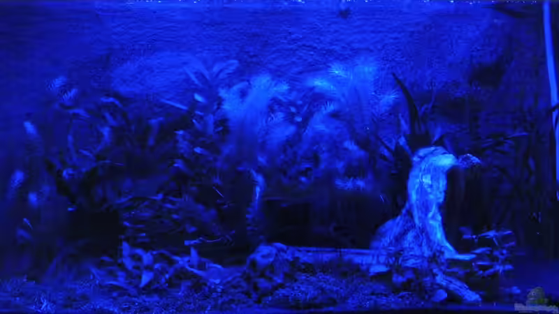 mit Mondlicht von Alfur (5)