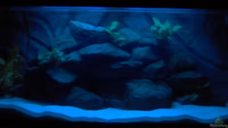 mit Mondlicht von boehmo (3)